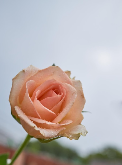 Rosa con rocío después de la lluvia