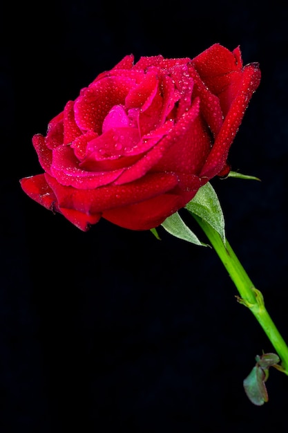 Rosa roja con agua dorps sobre fondo negro.