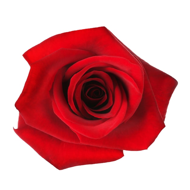 Rosa roja aislada en blanco