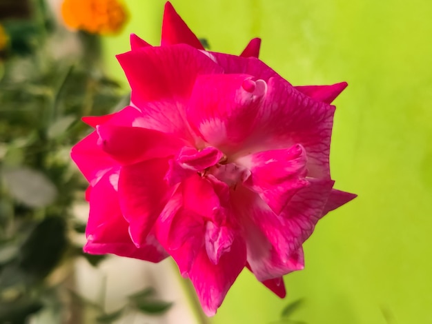 Rosa roja aislado sobre fondo verde