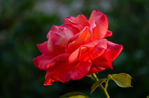 Rosa roja al sol en el jardín en un día de verano. La belleza y diversidad de las flores.