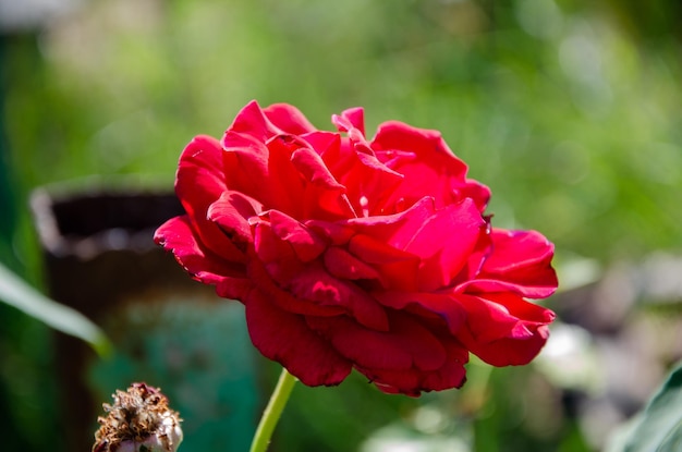 Rosa roja al sol en el jardín en un día de verano. La belleza y diversidad de las flores.