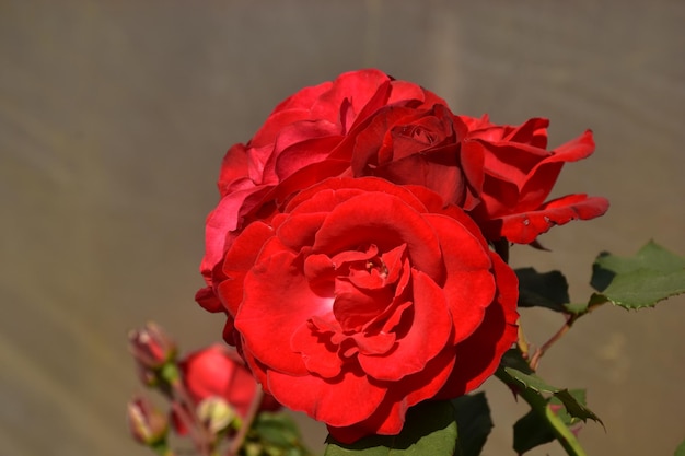 rosa roja para el amor