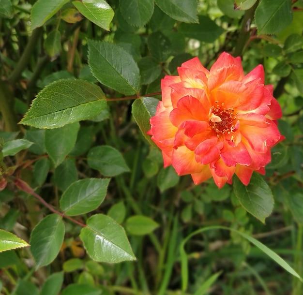 Rosa roja anaranjada sobre un fondo de hojas verdes Delicados pétalos de una rosa varietal remanente Estambres y pistilos notables Imagen parcialmente borrosa Enfoque suave