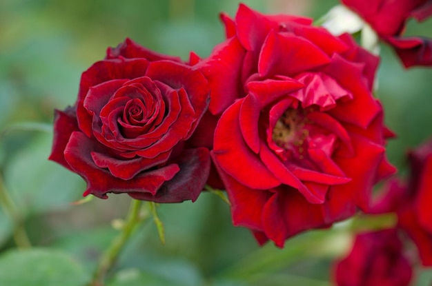 Rosa roja Barkarole floreciendo en el jardín de rosas Fondo de flor rosa roja