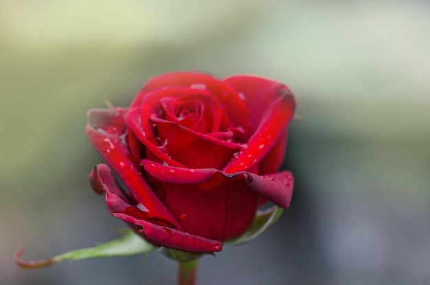 Rosa roja Barkarole floreciendo en el jardín de rosas Fondo de flor rosa roja