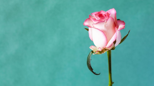 Rosa roja blanca con fondo panorámico verde