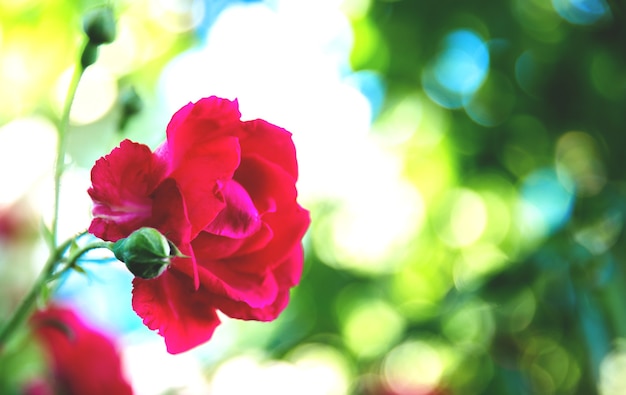 Una rosa roja en un brillante día de verano. Macro. Enfoque selectivo.