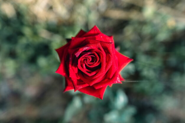 Una rosa roja brillante en la mano del jardín.