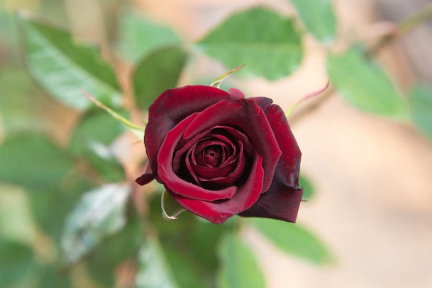 Rosa roja con brotes y fondo de arbusto verde