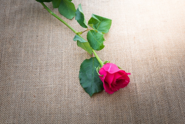 Rosa roja en cilicio