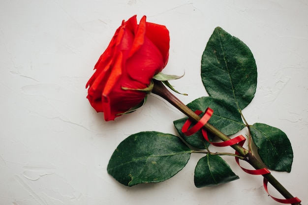 Rosa roja con cinta roja sobre fondo enlucido blanco