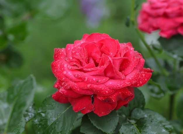 Rosa roja como natural