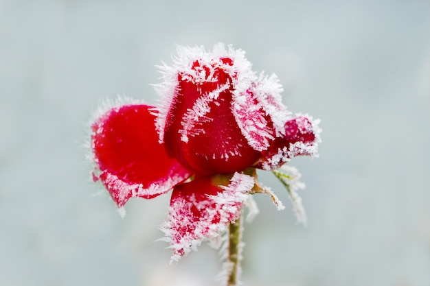 Rosa roja cubierta de escarcha sobre un fondo azul claro