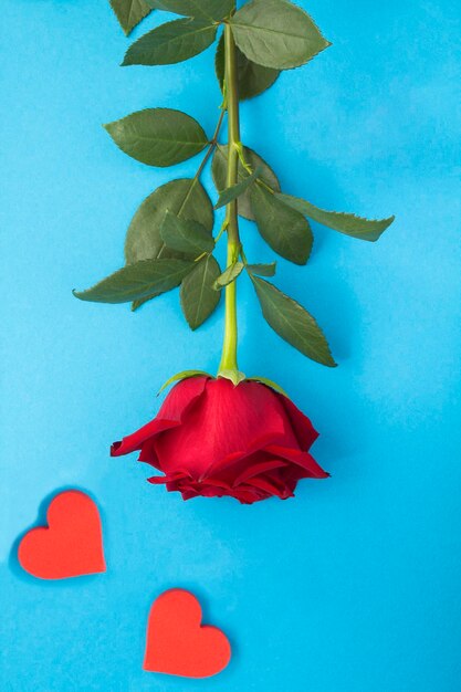 Rosa roja y dos corazones rojos sobre fondo azul Primer plano Ubicación vertical