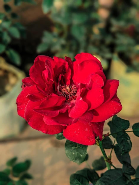 Una rosa roja está en flor en un jardín.