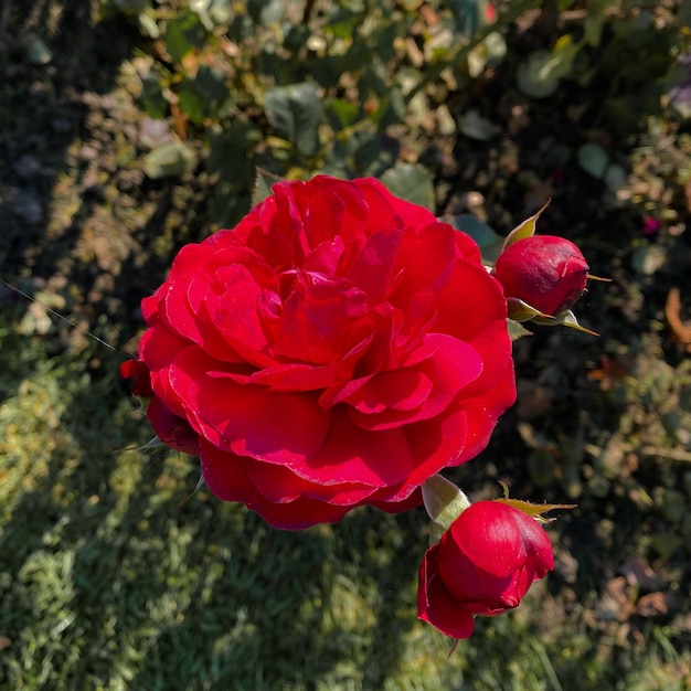 Una rosa roja está en medio de un campo de hierba.