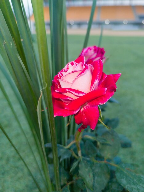 Una rosa roja está en medio de un campo verde.