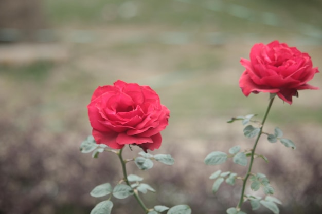 Una rosa roja está en primer plano y la palabra amor está a la derecha.