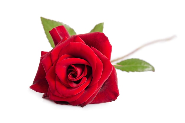 Una rosa roja florece como regalo