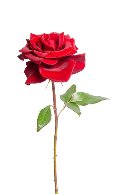 Una rosa roja florece como regalo