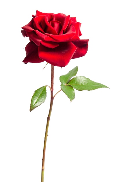 Una rosa roja florece como regalo