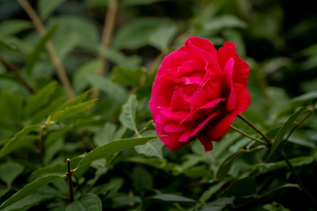 Una rosa roja floreciendo en medio del jardín