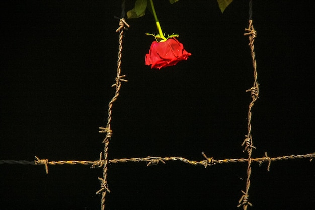 Foto una rosa roja floreciendo en el parque por la noche