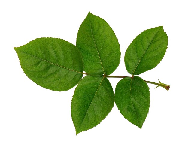 una rosa roja floreciente con hojas verdes, aislada en un fondo blanco