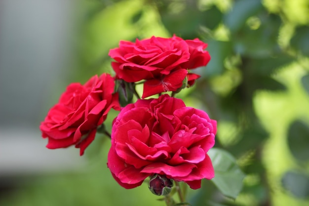 Rosa roja floreciente en el jardín Vista de cerca de hermosas flores rosas rojas Colorida rosa roja en el jardín