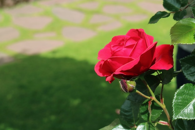 Rosa roja floreciente a la luz del sol con césped verde borroso en el telón de fondo