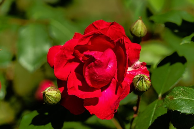 Rosa roja floreciente en el tiro de luz natural del jardín de verano