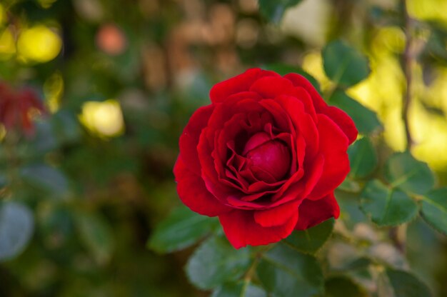 Rosa roja floreciente