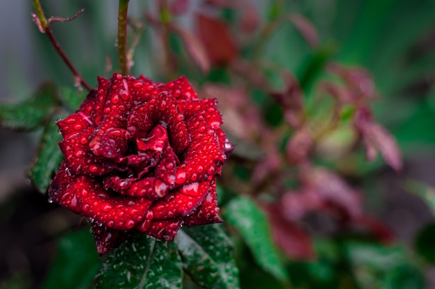 Rosa roja en un follaje verde