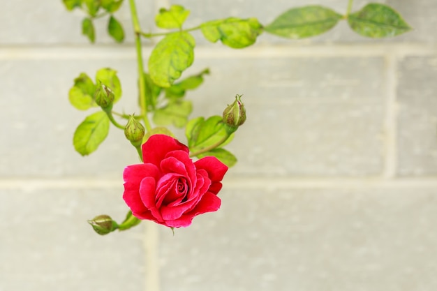 Rosa roja fresca en el fondo de cemento