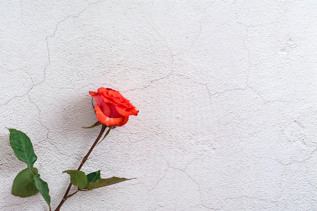 Rosa roja fresca con hojas sobre fondo de textura gris Vista superior Espacio de copia