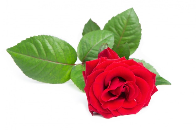 Rosa roja fresca.