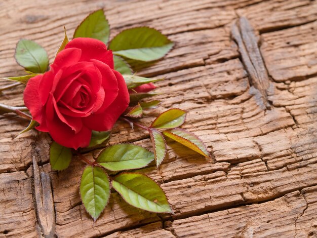 Foto rosa roja gallica con hojas es una vieja tabla de madera