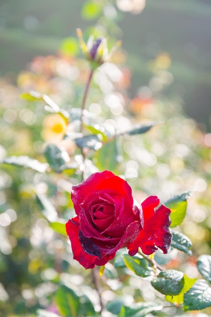 Rosa roja con gota de rocío en el jardín