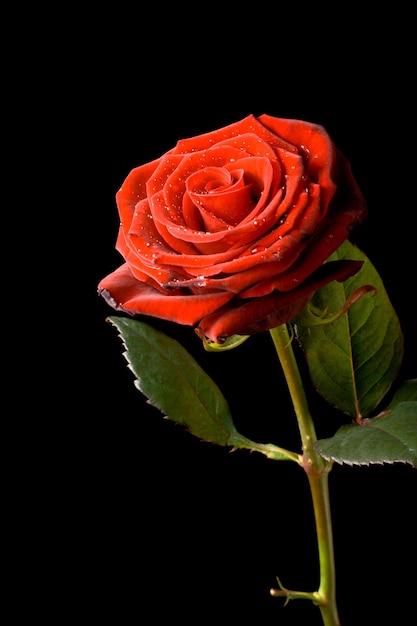 Rosa roja con gotas de agua aisladas en negro