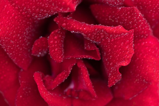 Rosa roja con gotas de agua de cerca