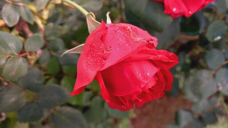 una rosa roja con gotas de agua en ella