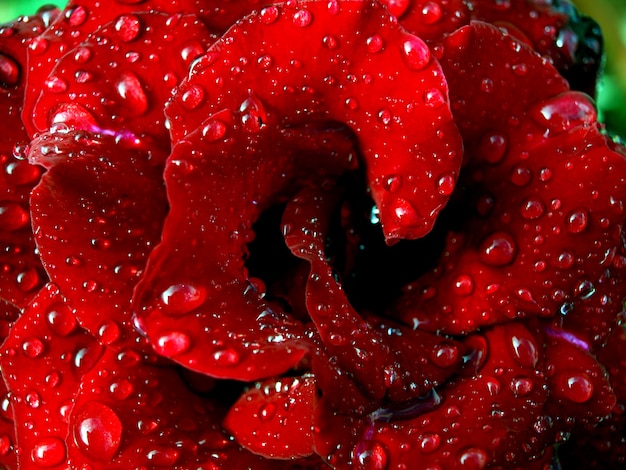 Rosa roja con gotas de agua Flor bajo la lluvia apogeo primaveral