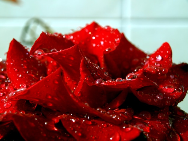 Foto rosa roja con gotas de agua flor bajo la lluvia apogeo primaveral