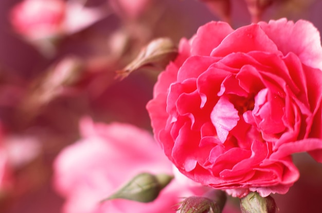 Rosa roja con gotas de agua sobre un fondo rosa