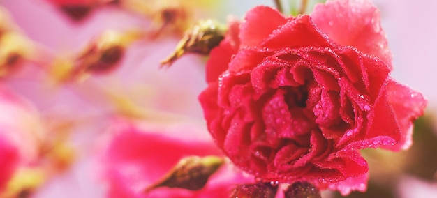 Rosa roja con gotas de agua sobre un fondo rosa