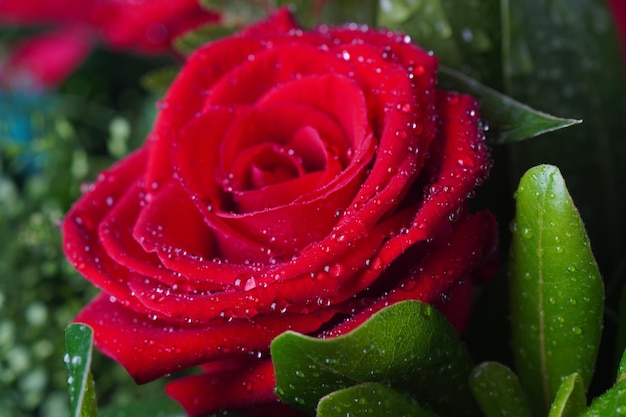 Rosa roja con gotas de agua