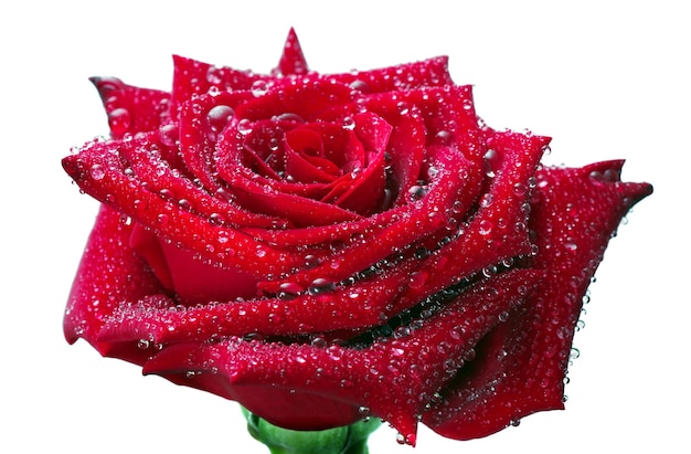 Una rosa roja con gotas de agua