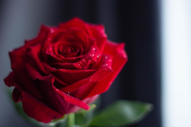 Una rosa roja con gotas de agua