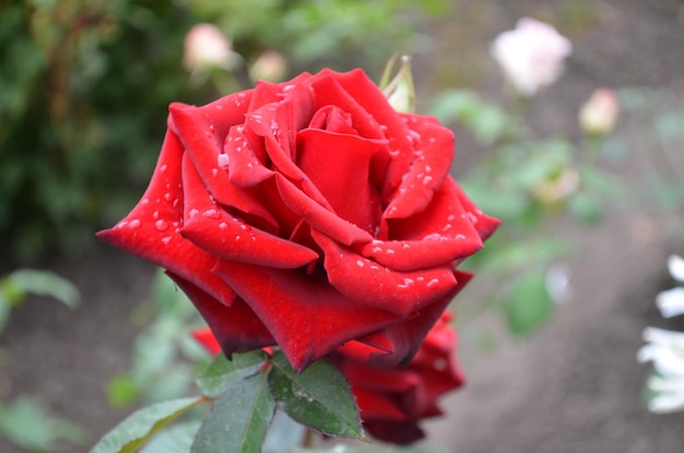 Una rosa roja con gotas de agua